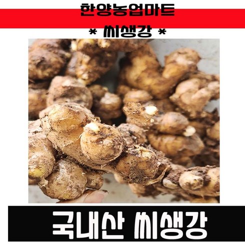 씨종자-국내산 서산 씨생강 촉틔운 싹틔운 생강 종자 1KG 국산, 2개