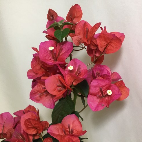 [해피그린 화원 ] 핑크 부겐베리아 부겐빌리아 공기정화식물 꽃 식물 149 화원 농원, 1개