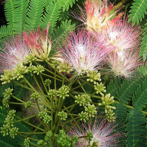 자귀나무 묘목 - 실생2년 뿌리 특묘 5개