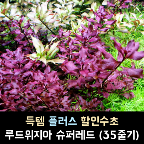 루드위지아 슈퍼레드 (35줄기)