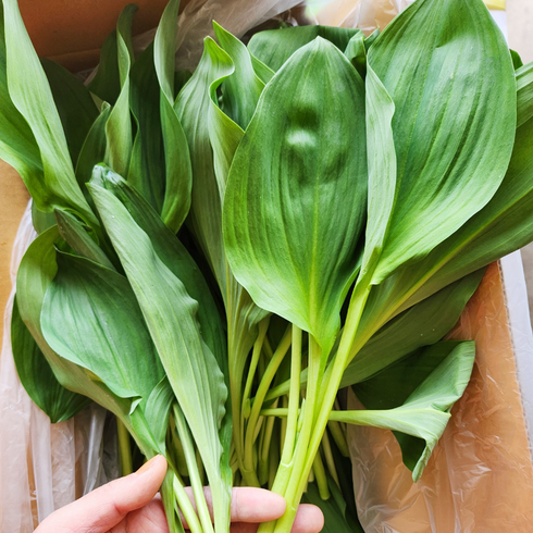 2024 강원도 평창산 생 명이나물 (산마늘) 1kg, 2kg, 1개