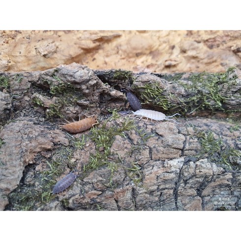 굴뚝양쥐며느리 5마리 파우더 화이트 오렌지 (Porcellionides Pruinosus) / 등각류 공벌레 쥐며느리 굴뚝양쥐 양쥐 굴양쥐 파충류 타란튤라 도마뱀 먹이 먹이용, 랜덤 (색깔 상관없으신분만)