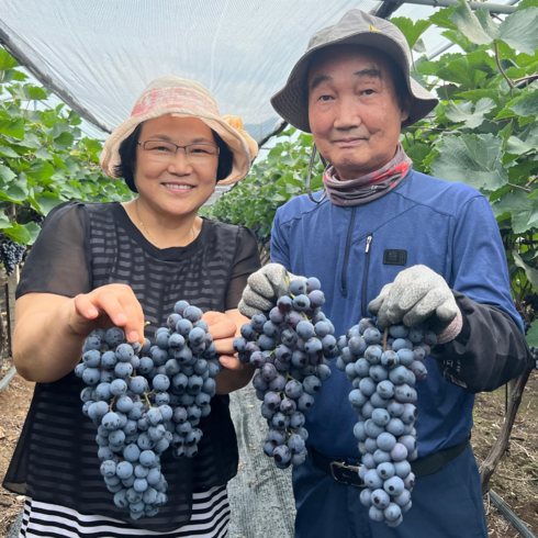 2023년 가성비 최고 포도 - 경북 고당도 프리미엄 특대 머루 포도 [5송이 내외], 머루포도 3Kg