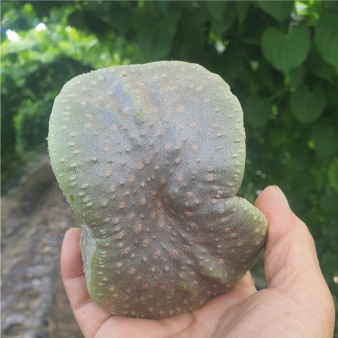 [숙이네농장] 강원도 양구 하늘마 열매마 직접재배 산지직송 2kg, 02. 하늘마(열매마) 3kg, 1개