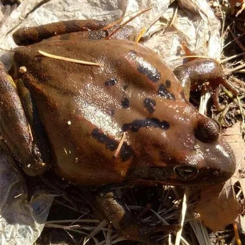개구리 알배기 활 북방산 개구리 식용개구리 [왕대암놈] [숫놈] 500G, 500g(암놈중,13-14미), 1개