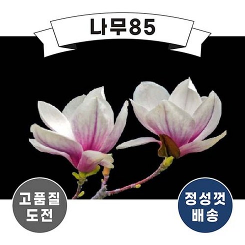 신품종 목련 접목 1년 (9종 중 택1), 10개, 투스톤 접목1년