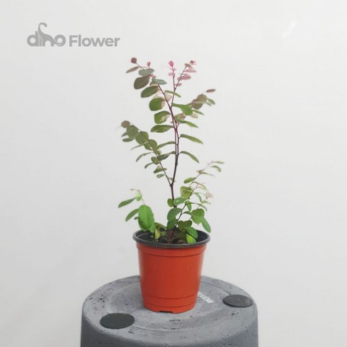 소코라코 수입야생화 20~50cm 139, 1개