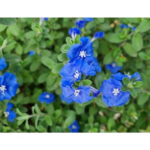 [떡잎상가] 파랑꽃이 신비로와 아메리칸블루 초특가, 1개