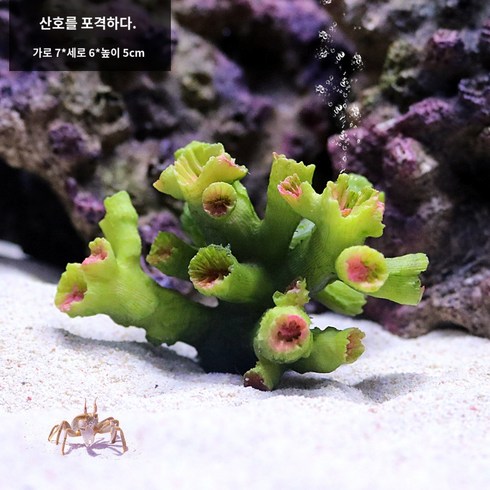 팬더코리 물고기 산호 나무 작은 조경 전체 패키지 장식 바다 풍경 잔디, 캐논볼 산호