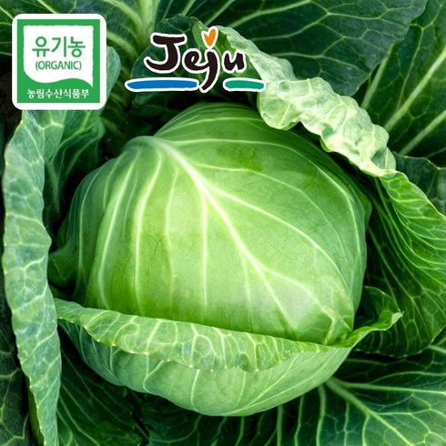 산지직송 국내산 제주 친환경 유기농 양배추 무농약 채소 샐러드용 야채 쌈 5kg 10kg, 1개