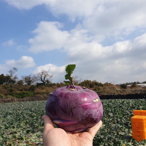 아삭 달콤한 햇 콜라비 2kg / 3kg / 5kg, 04. 햇 콜라비 10kg 특품(15~17개), 1개