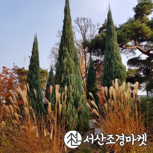 블루애로우 나무 묘목 키120cm 싸이프러스 서산조경마켓, 10개