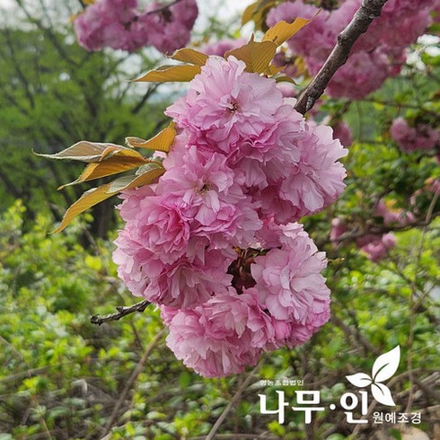 [나무인] 겹벚꽃나무 개화주 근원직경4cm, 1개