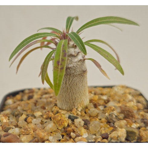 아프리카식물 그락실리우스 / 희귀다육이 인테리어식물 반려식물, 1개