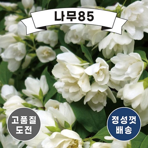 겹고광나무 - (나무85) 고광나무 겹고광(스노우벨) 2리터 화분, 1개