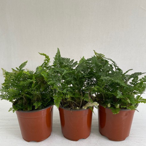 고사리식물 - 후마타고사리 3개묶음 실내공기정화식물 반려식물 플랜테리어 온누리꽃농원, 3개
