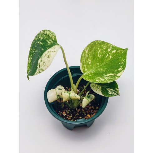 민트몬스테라 - Monstera Deliciosa Mint Variegata 몬스테라 델리시오사 민트 바리에가타