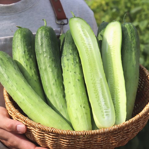 오이 - 국내산 백오이 백다다기 5개 10개 15개, (상) 2.5kg 내외