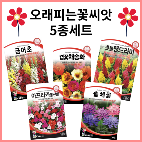 스카비오사 TOP01