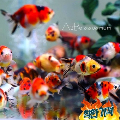 난주 - [A2BE금붕어] 칼리코 난주 1마리, 골드