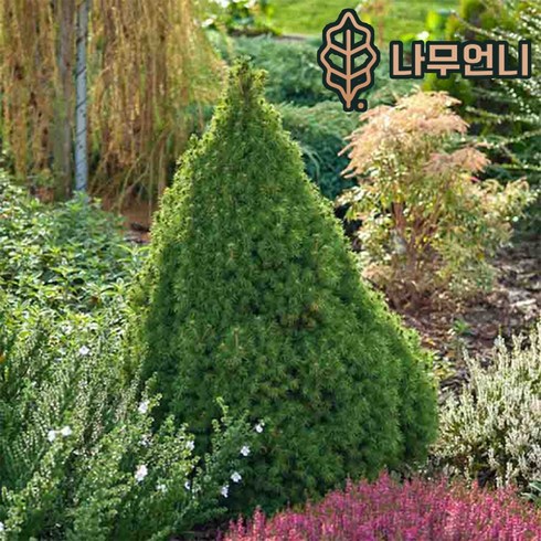 코니카가문비 나무 묘목 키60cm 나무언니, 1개
