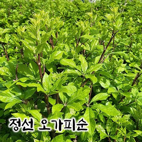 [산지직송] 정선 오가피순 오갈피순 가시오가피 1kg 오가피나물, 1개
