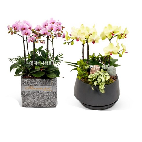 꽃파는사람들 <호접란> 서양란 서양난 개업 취임 승진 개업화분개업난난배달화분배달, 1개”></a>
                </div>
<div class=