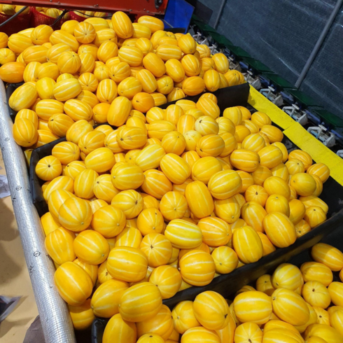 참외10키로 - [저렴상품/수량한정판매] 성주 참외 10kg 흠과 랜덤과 면책 유의사항 필독, 1개