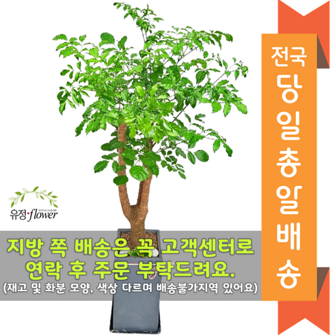 카페개업화분 - 고급대형 화분 개업 축하 화분 전국 당일배송, 03. 해피트리, 1개