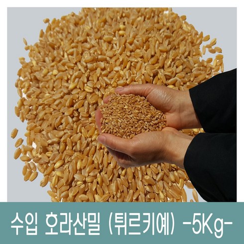 호라산밀 - [다온농산] 수입 호라산밀 -5Kg- 품질 좋고 저렴한 튀르키예산, 1개