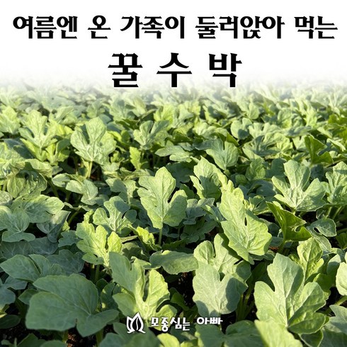수박모종 - [모종심는아빠] 여름엔 온 가족이 둘러앉아 먹는 꿀수박, 3주, 1개