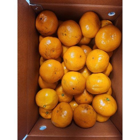 제주 노지감귤 대과(L-2L) 실중량 5kg, 1박스, 제주 노지감귤 대과 5kg(L-2L)
