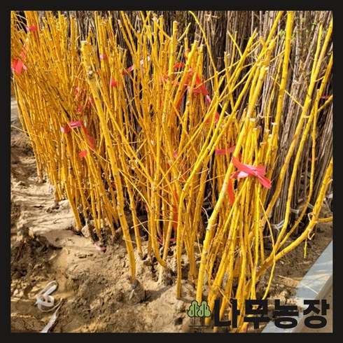 (나무농장) 회화나무 황금회화 접목1년 묘목, 5개