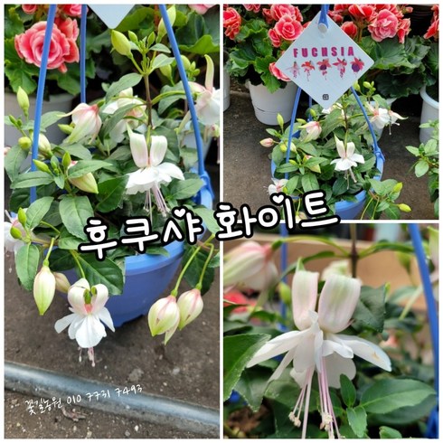 후쿠샤 화이트 행긴 램덤 특 공기정화식물/미세먼지/공기정화효과 공기정화식물, 1개