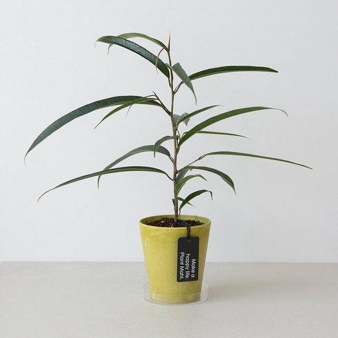 알리 고무나무 잎이 매력적인 감성식물, 01 아트스톤 플분 11호(레몬/받침X)