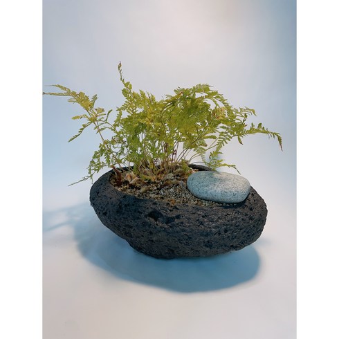 [인아트스튜디오] 대형 돌화분 화산석 화분 푸른호수 분재, 17-특대형 푸른호수(블랙)