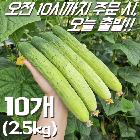오이대왕 - [달콤밥상 오이] 물 좋은 철원 특상급 산지직송 백다다기 오이, 특, 10개