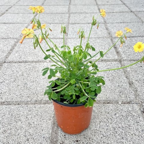 산미구엘 사랑초꽃 사랑초 옥살리스, 1개