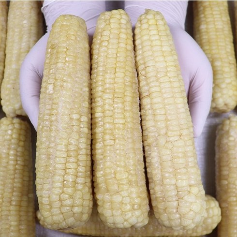 사계절 내내 먹는 강원도 냉동 옥수수 찰옥수수 농장직송, 20입