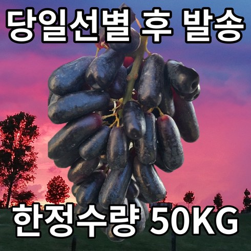 씨없는 포도 블랙사파이어 아도라포도 수입과일 1kg 2kg 8.6kg, 1개, 블랙 사파이어포도1kg