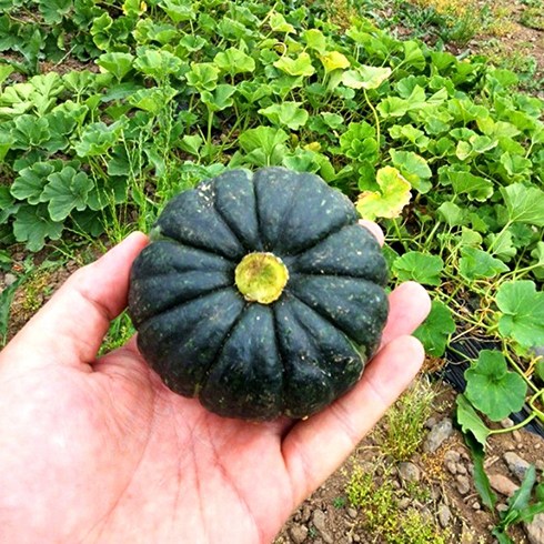 겨울 신선한 미니밤호박 포슬포슬 보우짱, 1박스, 2kg