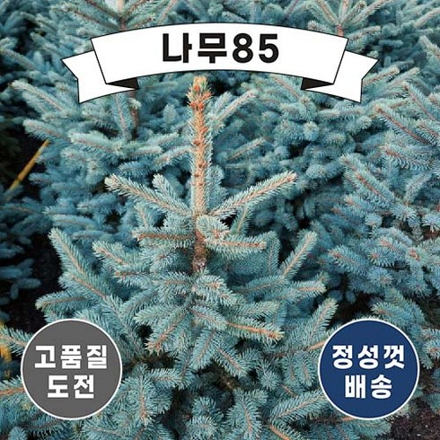 (나무85) 은청가문비 베이비블루 P9, 10개