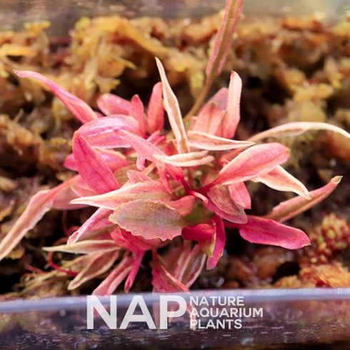 크립토 코리네 플라밍고 1촉, 1개