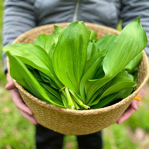 산지직송 국내산 명이나물 생명이 명이쌈 울릉도명이나물 산마늘 잎순명이, 1개, 2kg