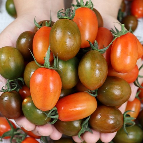 정직한농장 컬러대추 방울 토마토 3kg - 강원도 춘천 컬러 대추방울토마토 3kg