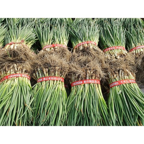 해풍 맞고 자란 임자도 노지 흙쪽파 (5kg) -1박스, 1개