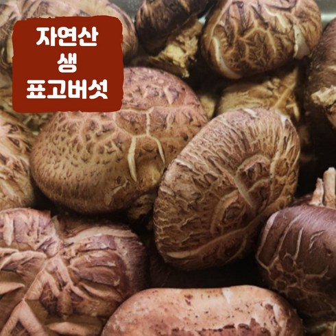 국내산 자연산 생 표고버섯 국산 참나무 표고버섯 경북청송, 1개, 3kg