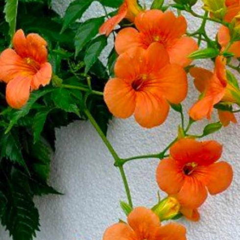 능소화묘목 - 양반화 능소화 2개세트 덩굴 넝쿨 진한오렌시색꽃, 2개