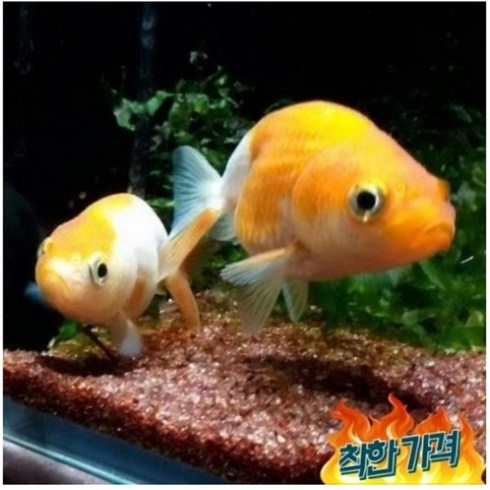 난주 - 홍백 난주 1마리 (4cm 내외)_ 금붕어 금어 키우기쉬운 물고기 물 어항 물멍 힐링, 1개