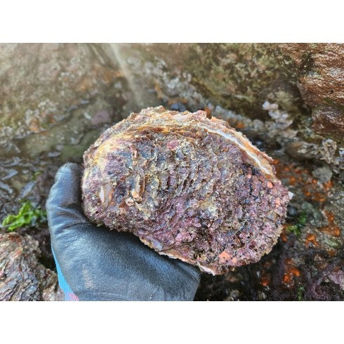 통영굴 굴제철 굴무침 자연산 바위굴 3kg, 10kg(9928)
